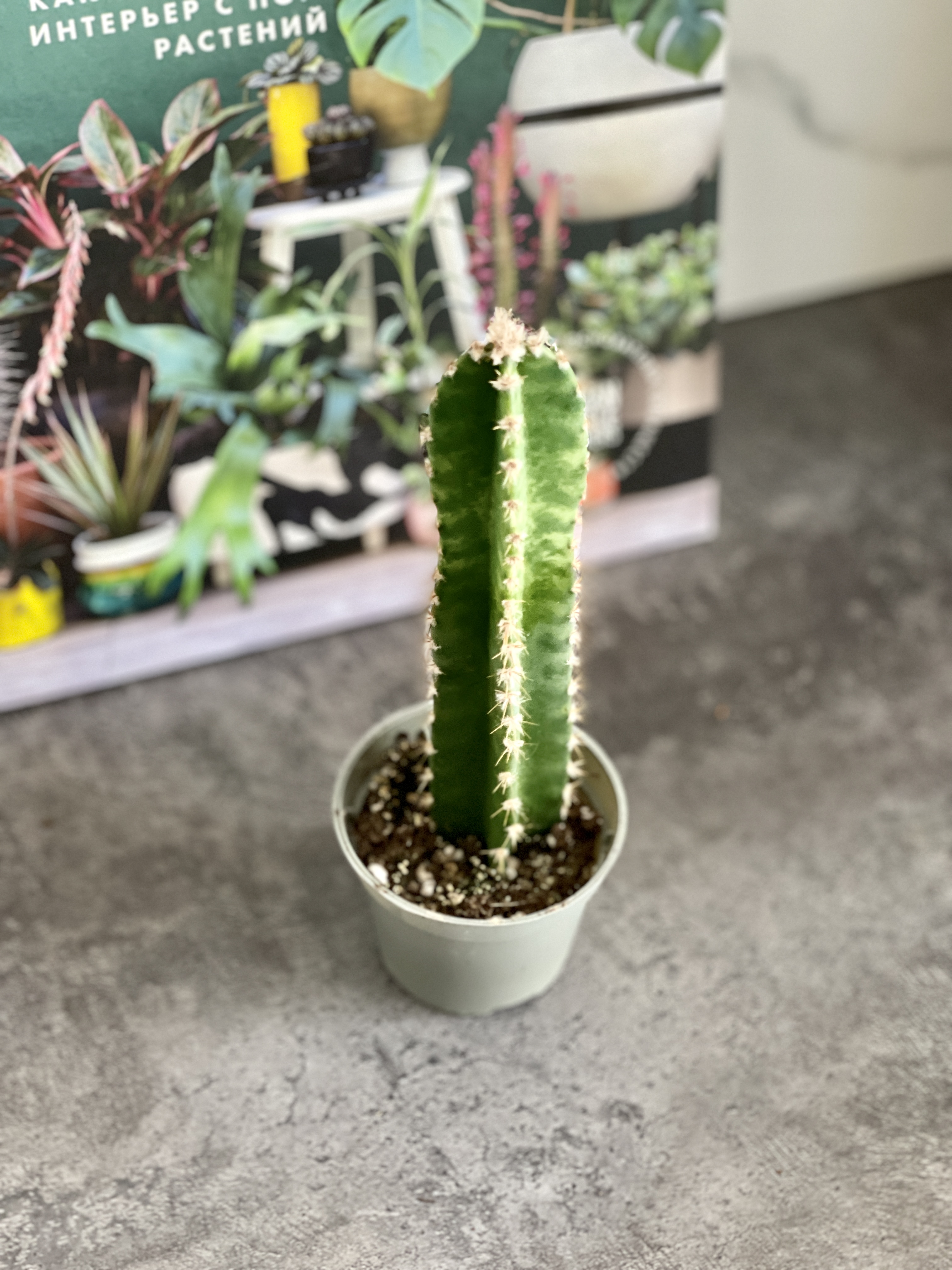 Цереус Флорида (Cereus Peruvianus Florida) D5см