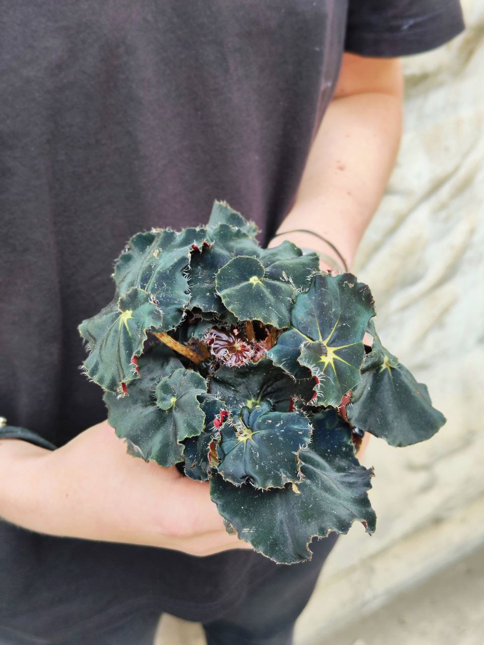 Бегония Черная Мамба (Begonia Rex Dark Mambo) D6см