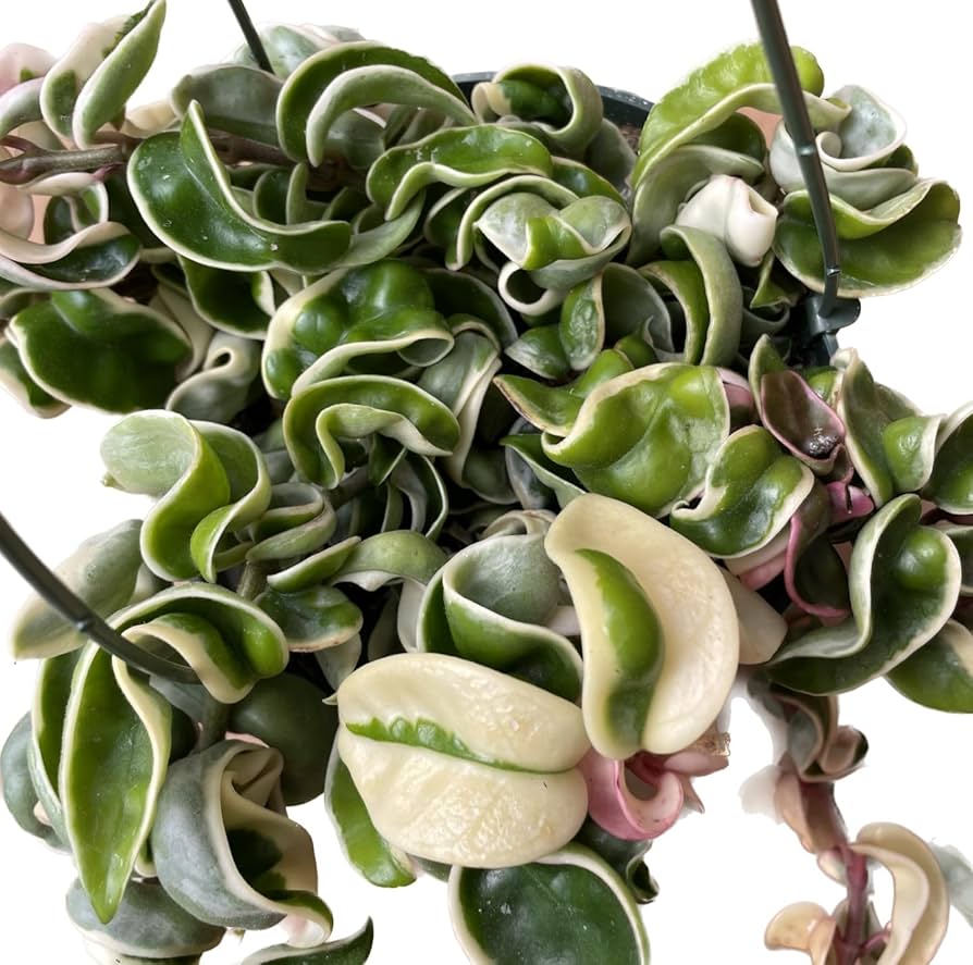 Хойя Компакта Мауна Лоа (Hoya Carnosa Compacta Mauna Loa) D11см