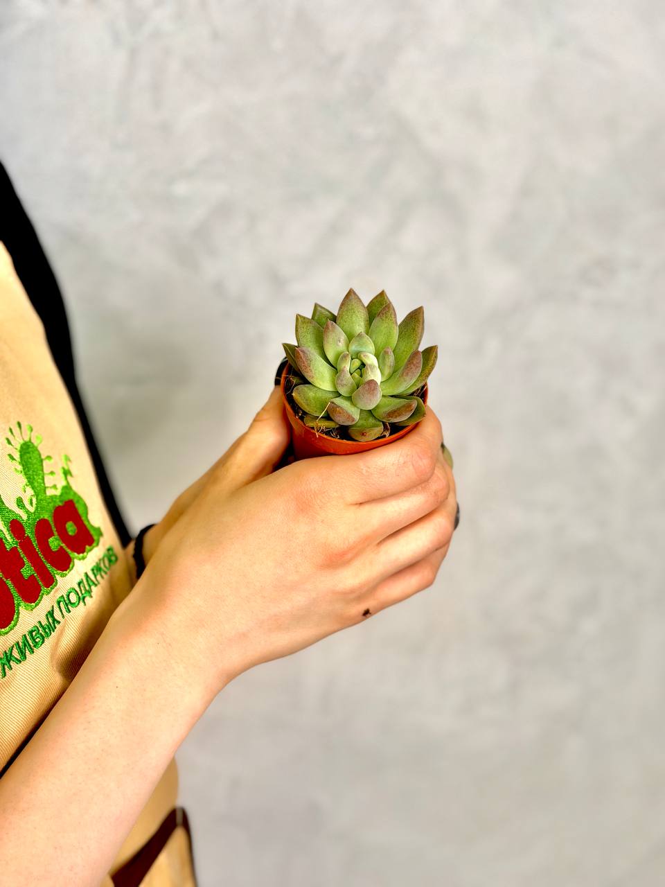 Пахиверия Глаука (Pachyveria Glauca) D5см