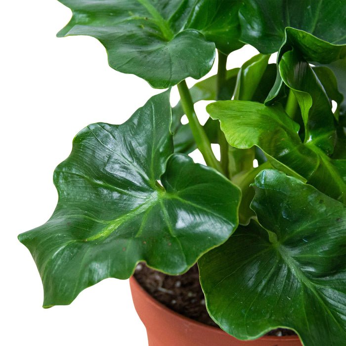 Филодендрон Атом (Philodendron Atom) D12см