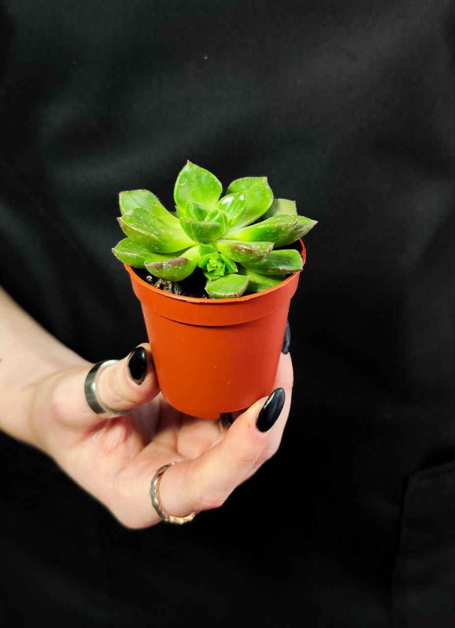 Эхеверия Аффинис Грин (Echeveria Affinis Green) D5см