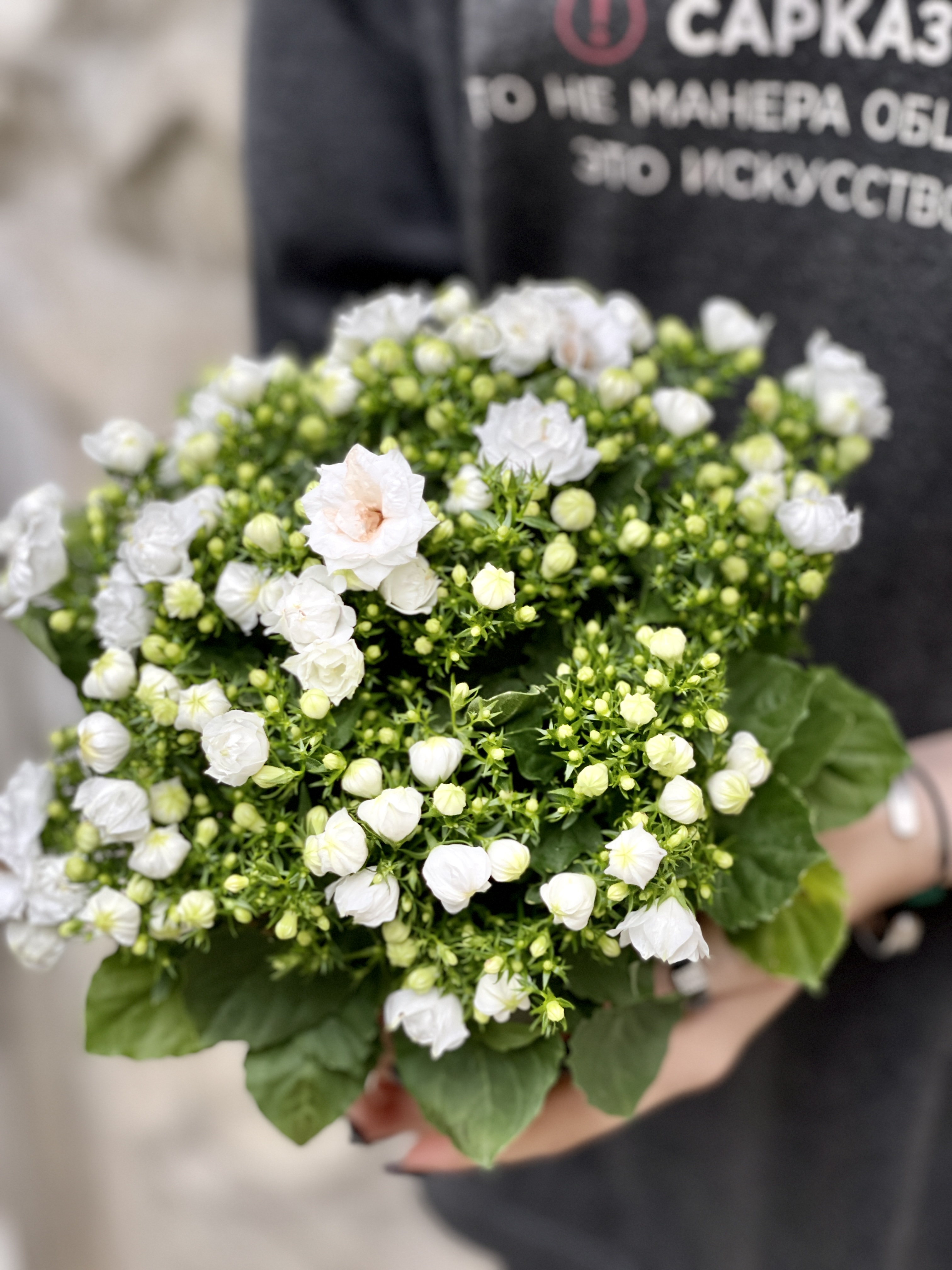 Кампанула Лайк Ми Вайт (Campanula Like Mee White) D10см