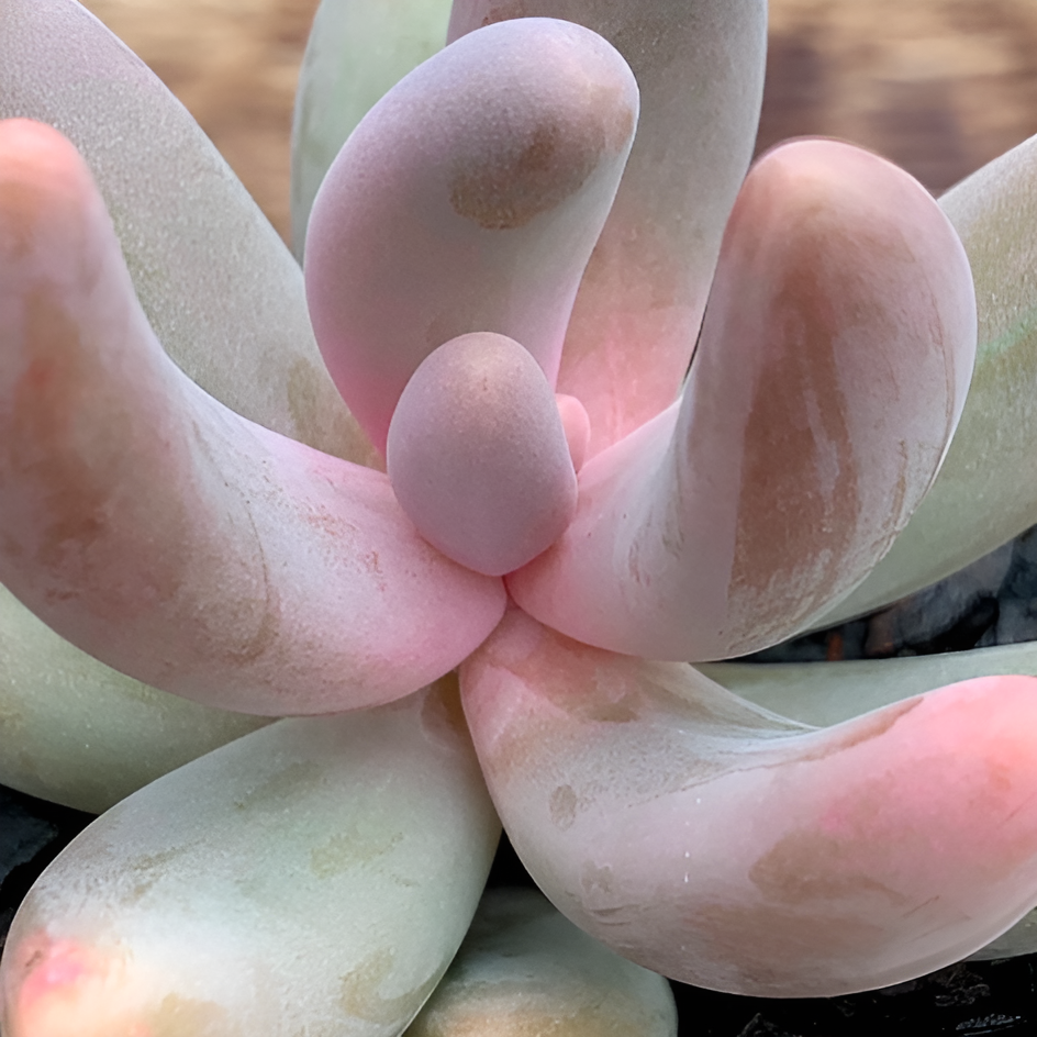 Пахифитум Ганьчжоу (Pachyphytum Ganzhou) D5см