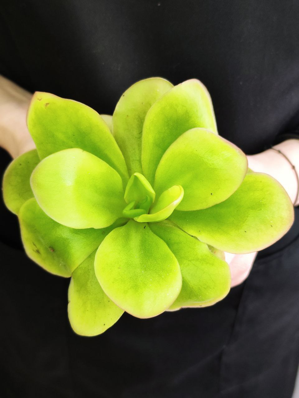 Жирянка Тина (Pinguicula Tina) D9см