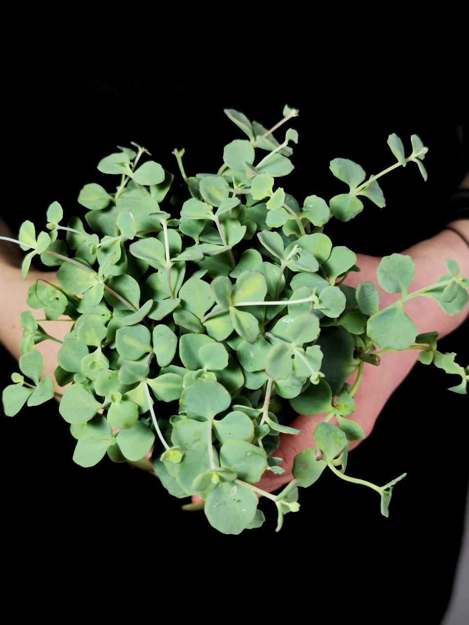 Седум Зибольда (Sedum Sieboldii) D8см