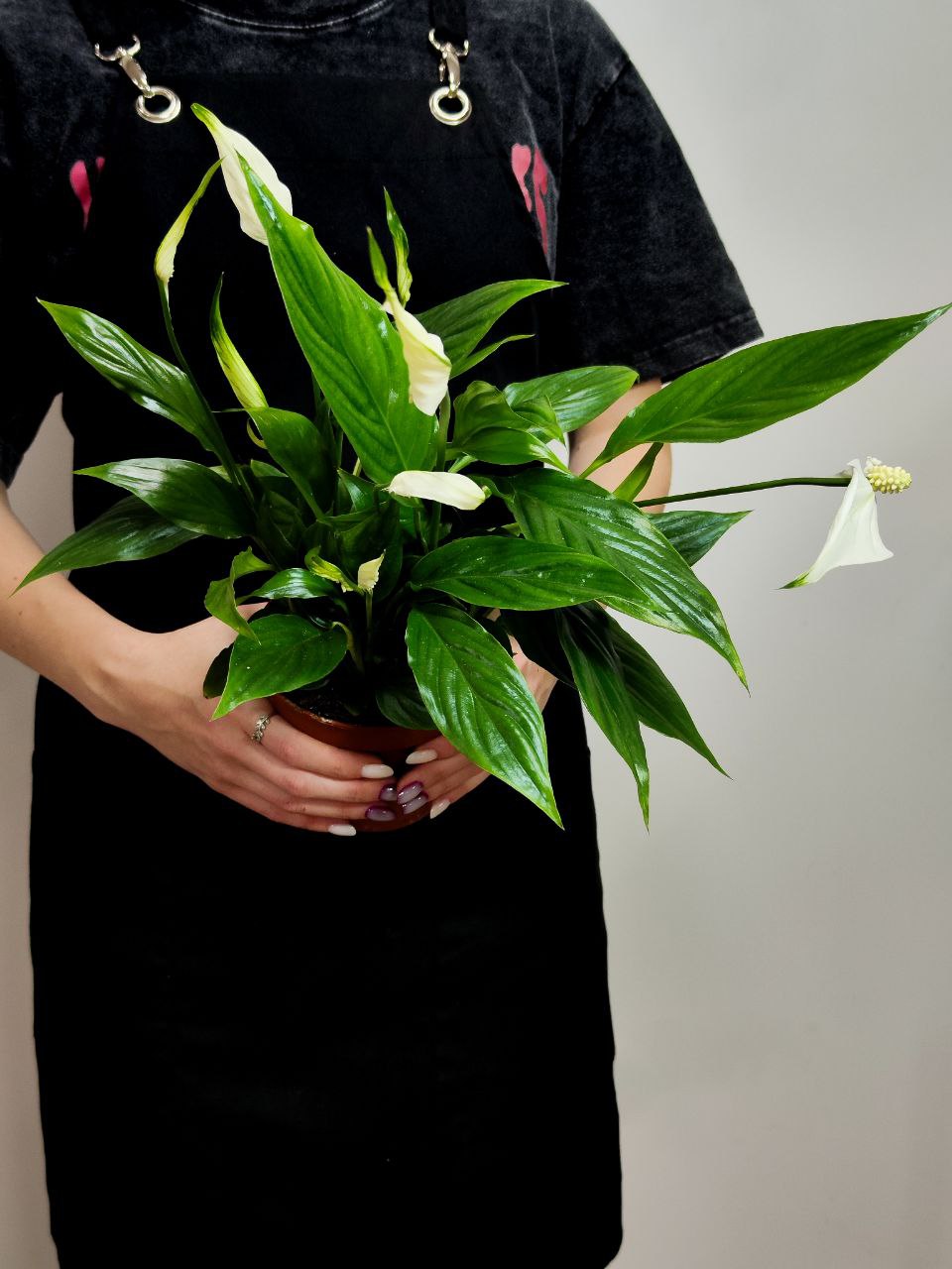 Спатифиллум Беллини (Spathiphyllum Bellini) D12см