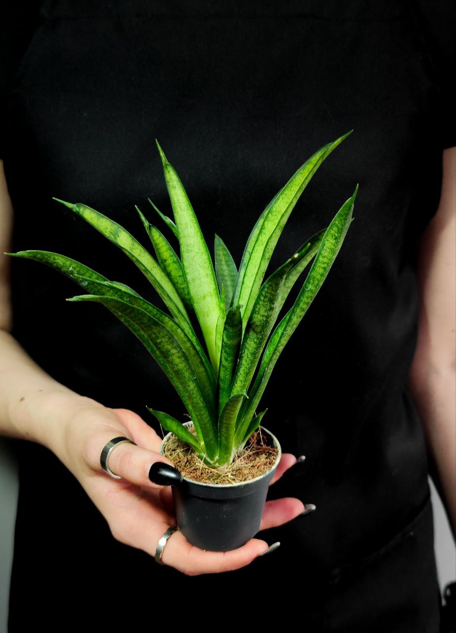 Сансевиерия Пантера (Sansevieria Panthera) D6см