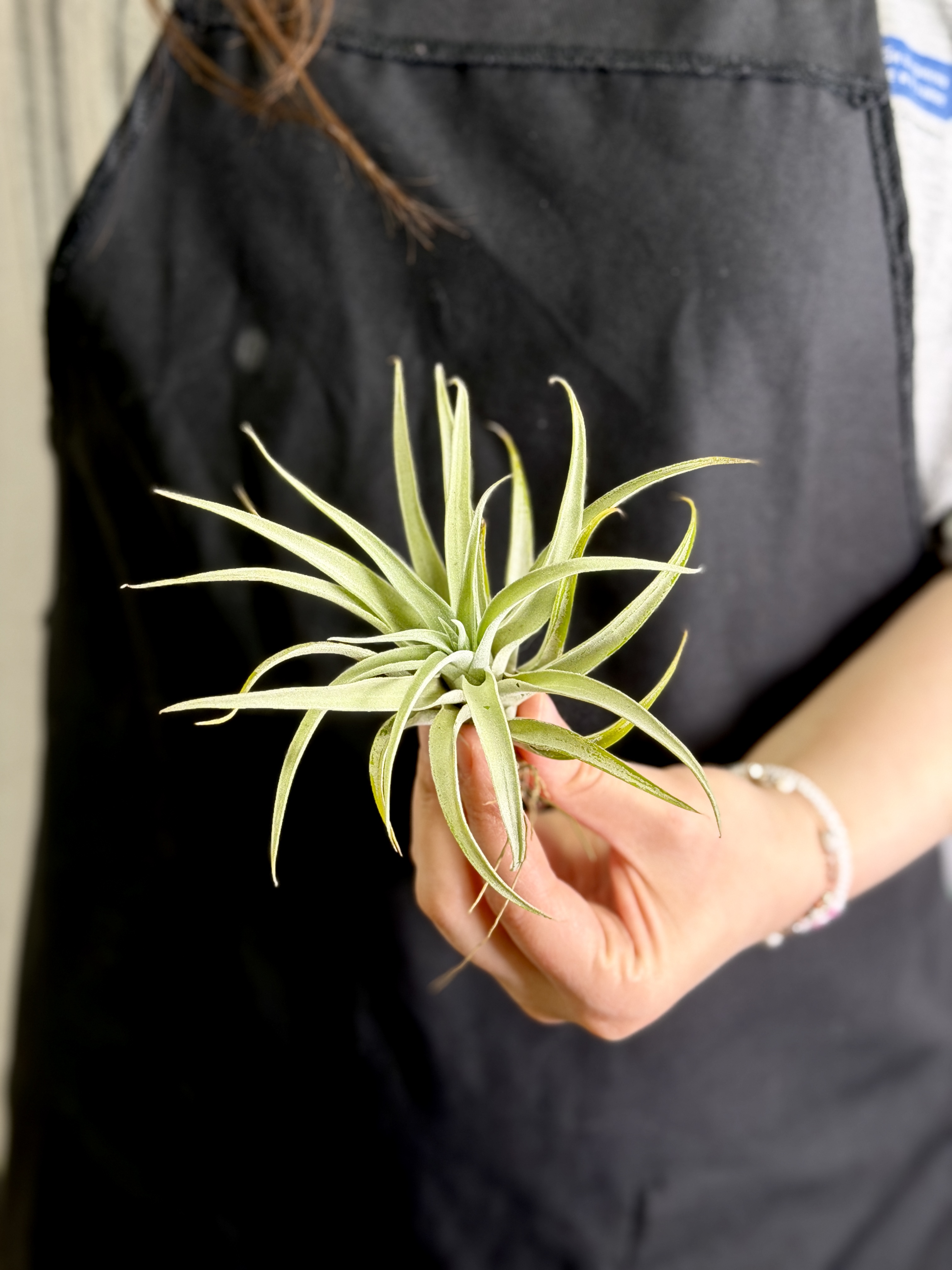 Тилландсия Капитата Пинч (Tillandsia Capitata Peach)