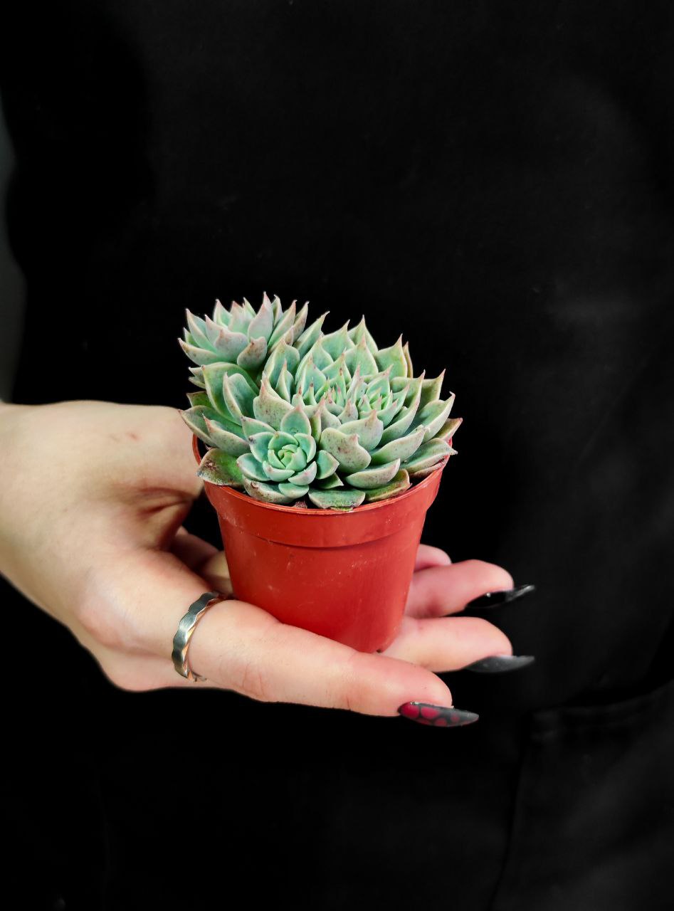 Граптопеталум Расби Грин (Graptopetalum Rusbyi Green) D5см