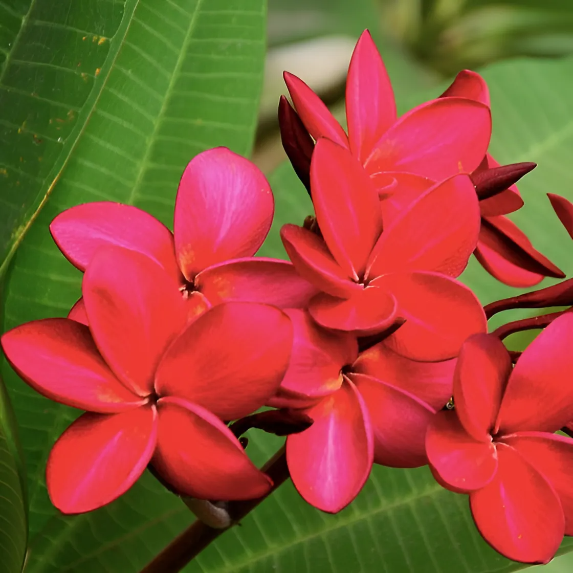 Плюмерия Рубра (Plumeria Rubra) D14см