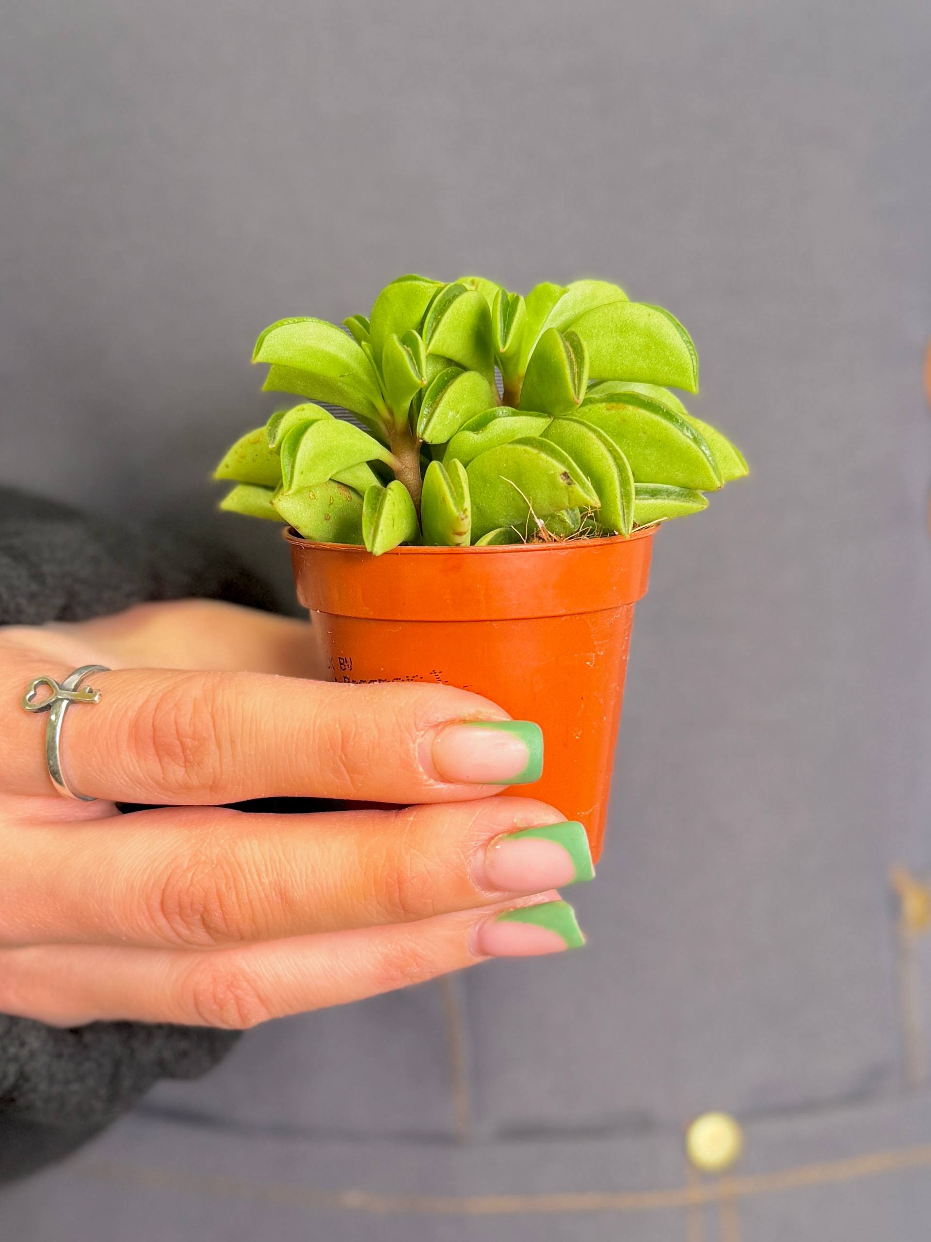 Пеперомия Долотовидная, или Долабриформис (Peperomia Dolabriformis) D5см