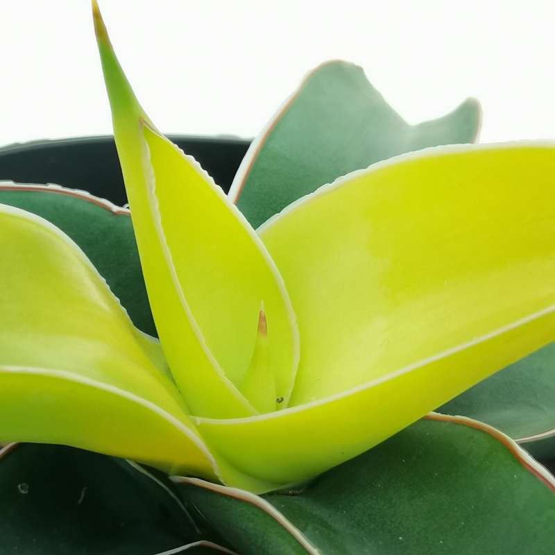 Сансевиерия Стар Канари (Sansevieria Star Canary) D7,5см