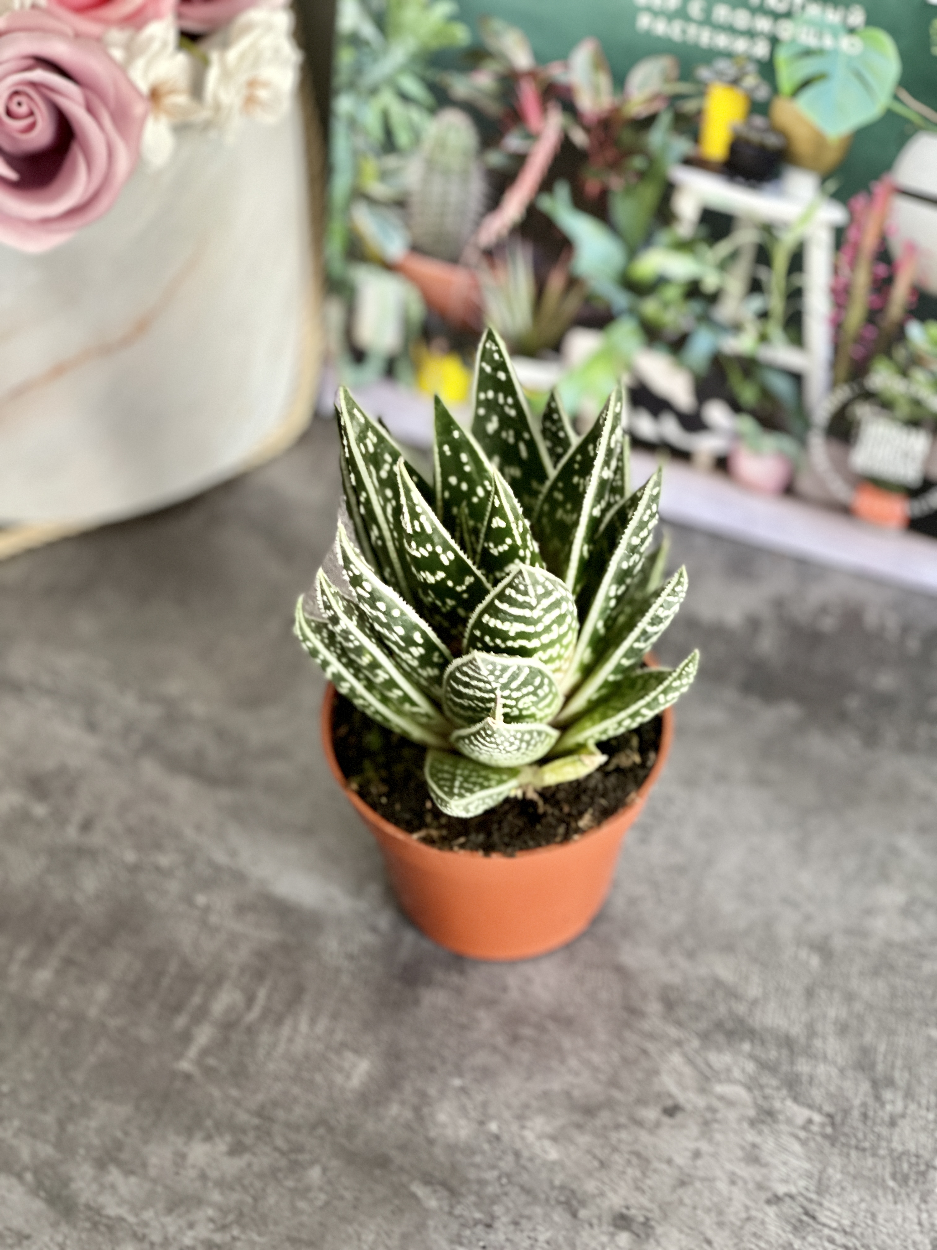 Алоэ Интерстеллар (Aloe Interstellar) D8см