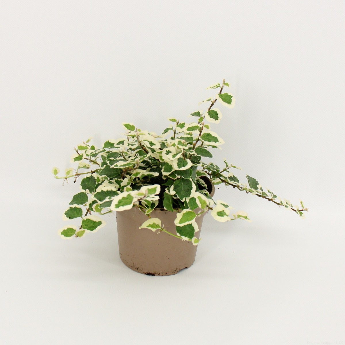 Фикус «Пумила Белла Санни» (Ficus Pumila Belle Sunny) D10см