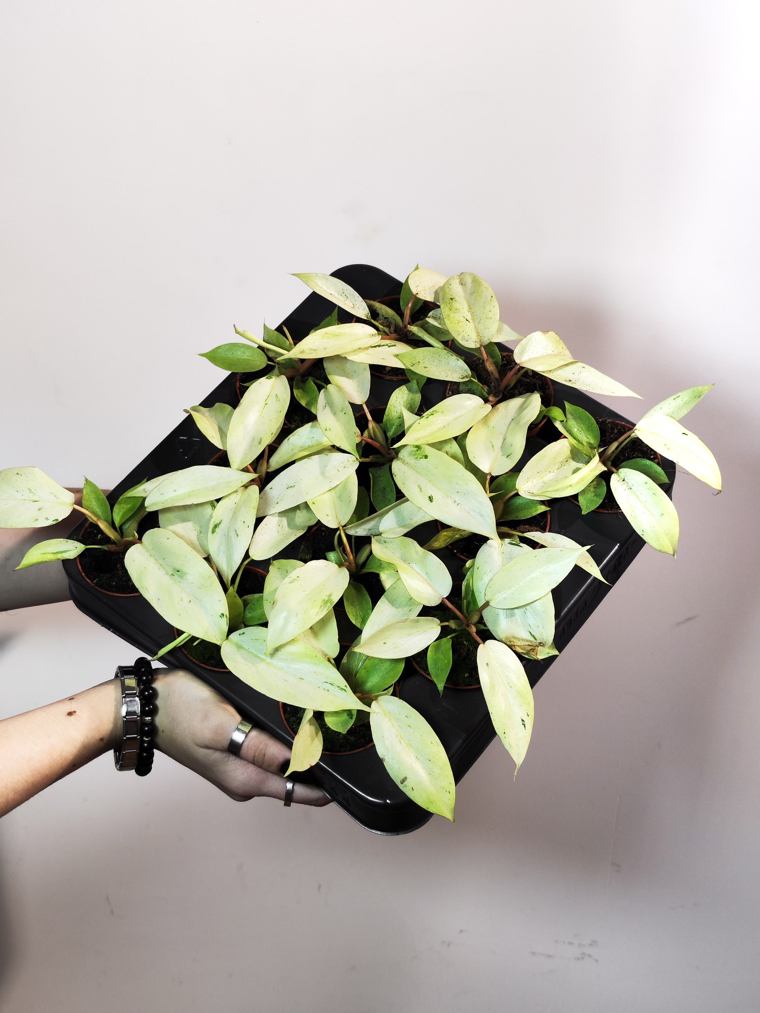 Филодендрон Сноудрифт (Philodendron Snowdrift) D6см