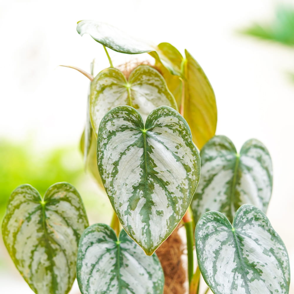Филодендрон Брандтианум (Philodendron Brandtianum) D12см