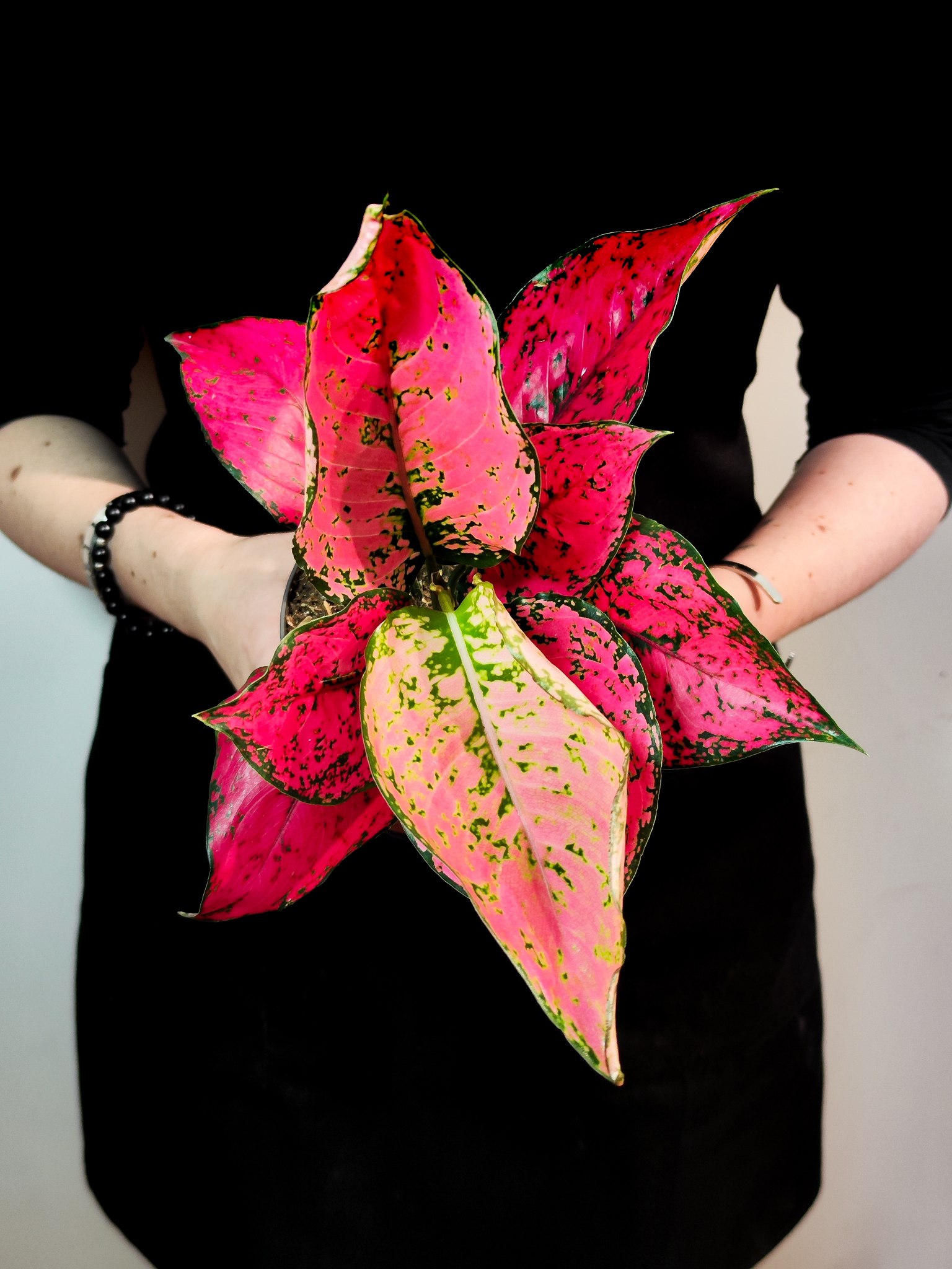 Аглаонема Спайси Пинк (Aglaonema Spicy Pink) D12см