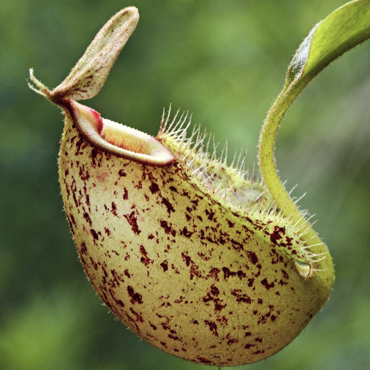 Непентес Хукериана Мини (Nepenthes Hookeriana Mini) D5см