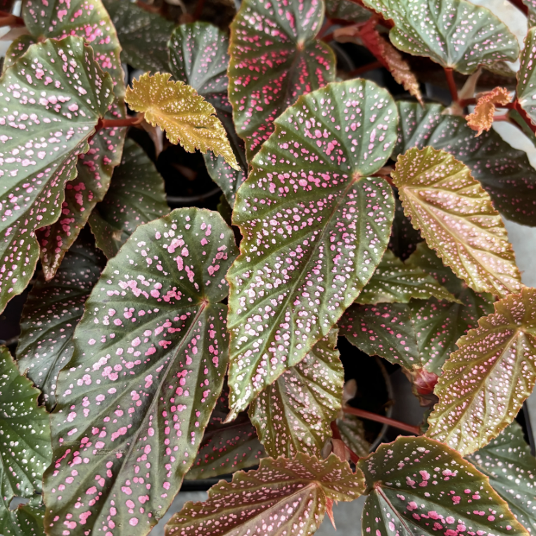 Бегония Бениго Пинк Полка Дот (Begonia Benigo Pink Polka Dot) D6см