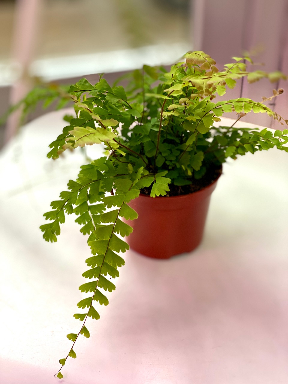 Папоротник Адиантум Хвостатый (Adiantum Caudatum) D8,5см