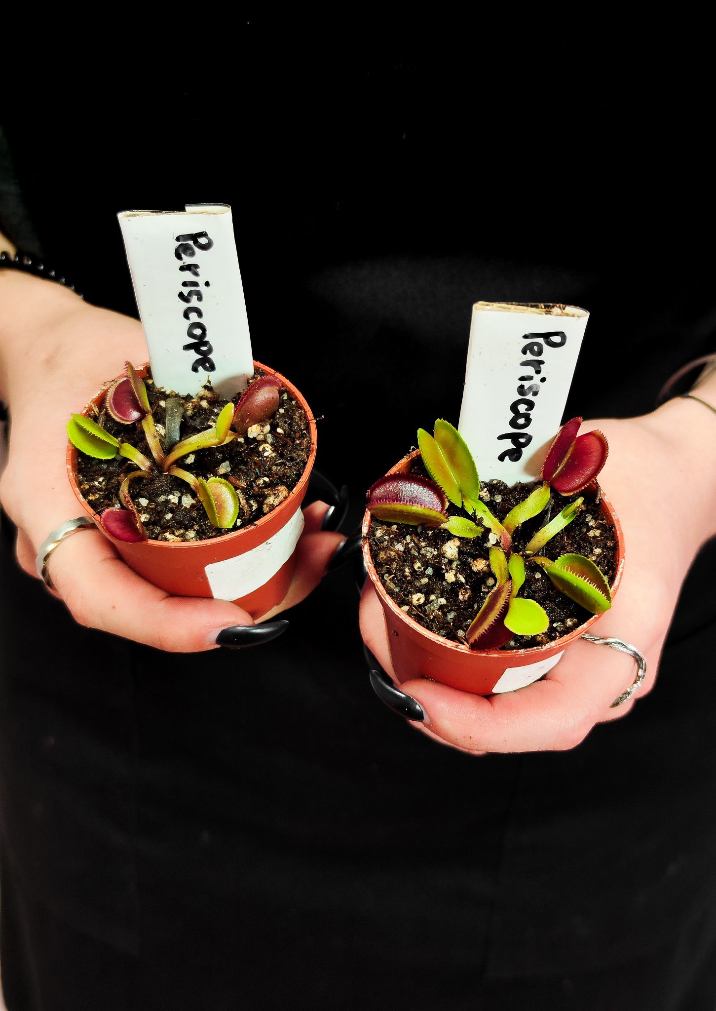 Венерина Мухоловка Перископ (Dionaea Muscipula Periscope) D5см