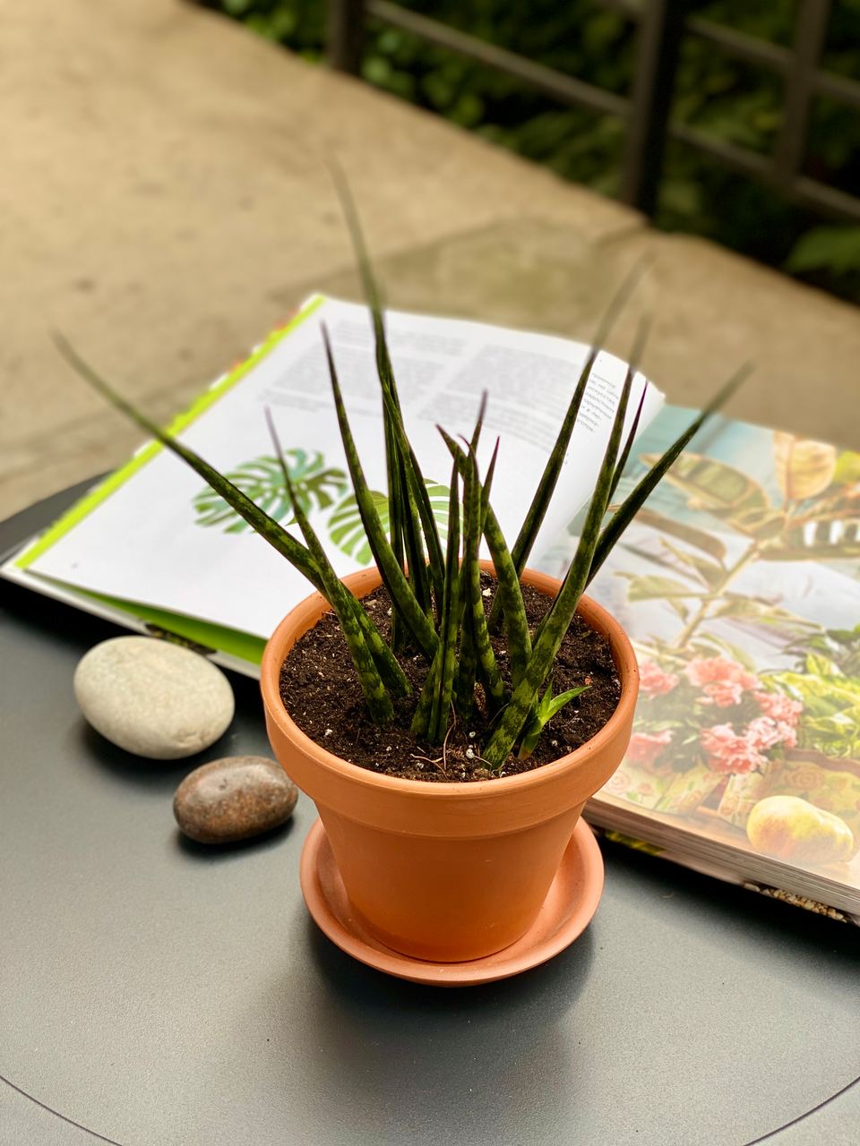 Сансевиерия Фернвуд Микадо (Sansevieria bacularis Fernwood Mikado) D11см