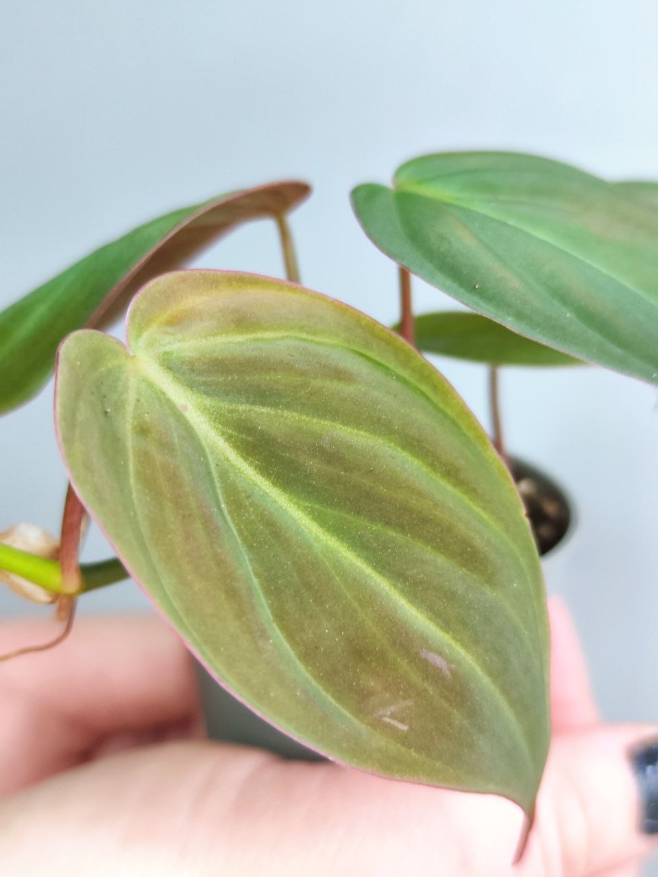 Филодендрон Миканс Бархатный (Philodendron Scandens Micans) D6см