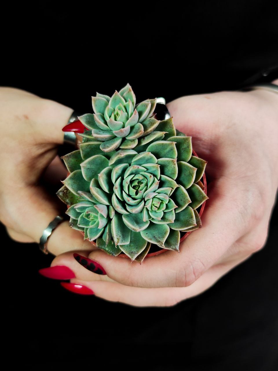 Граптопеталум Расби Грин (Graptopetalum Rusbyi Green) D5см