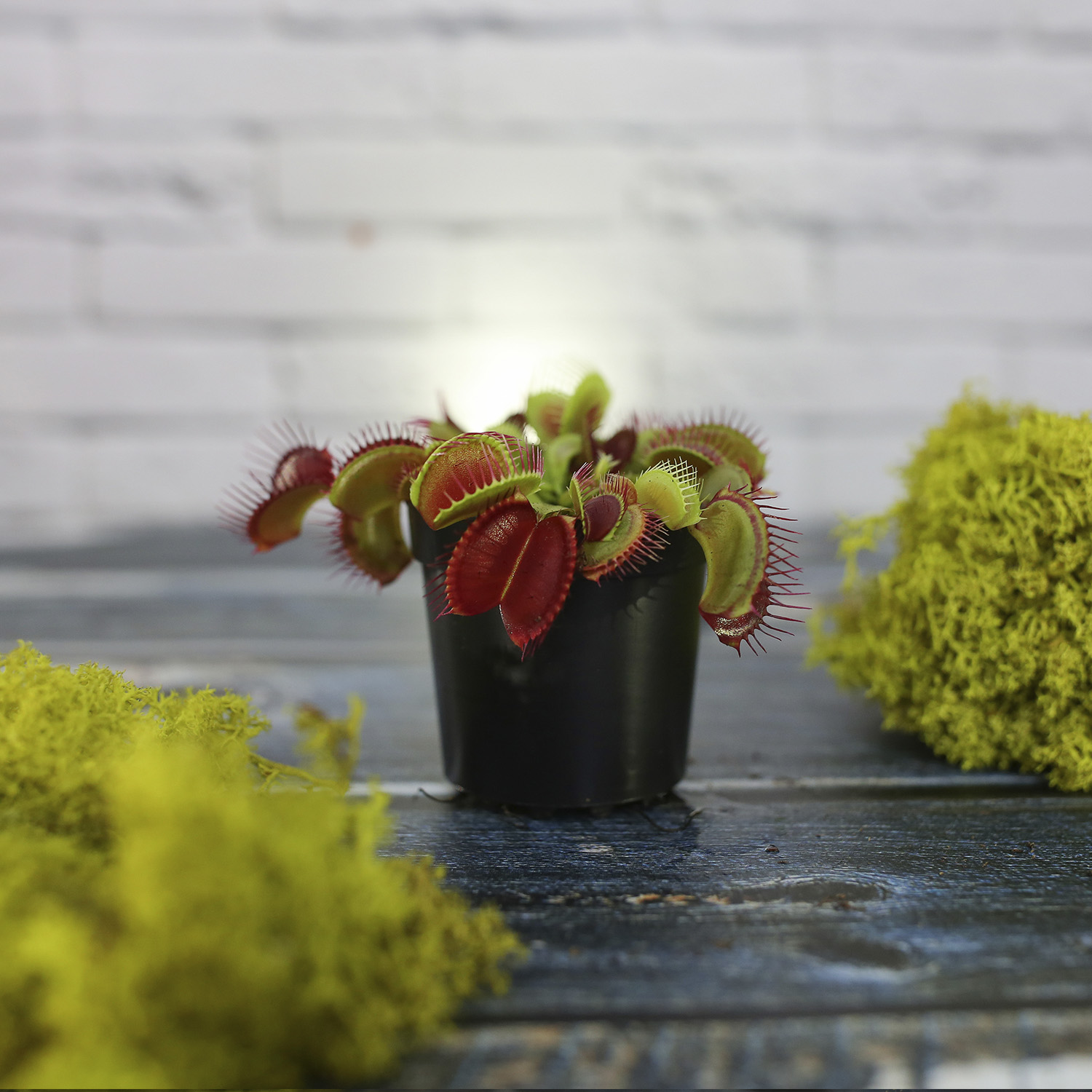 Венерина Мухоловка Малютка (Dionaea Muscipula) D6см