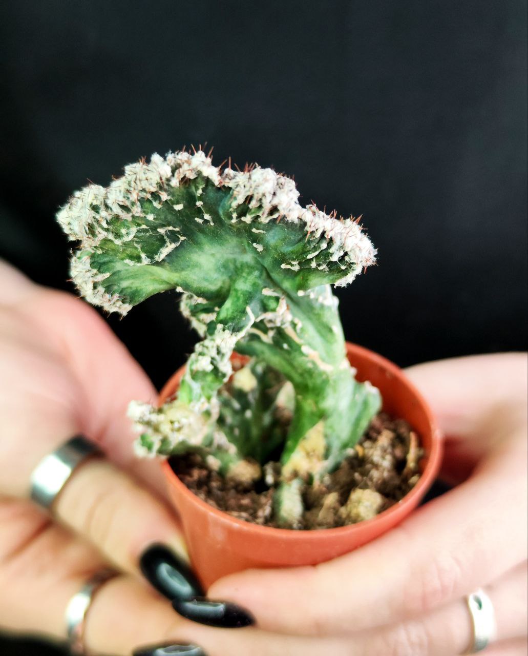 Кактус Маммиллярия Кристата Микс (Cactus Mammillaria Crestata Mix) D5см