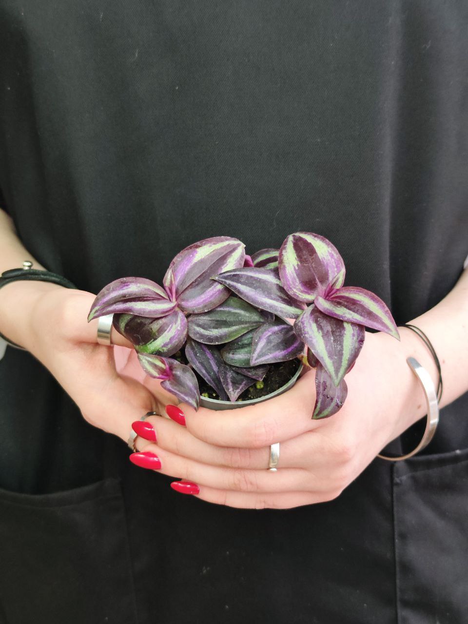 Традесканция Пурпл Джой (Tradescantia Purple Joy)  D6см