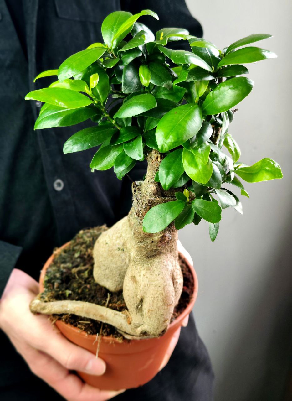 Фикус Микрокарпа Гинсенг (Ficus Ginseng) D17см