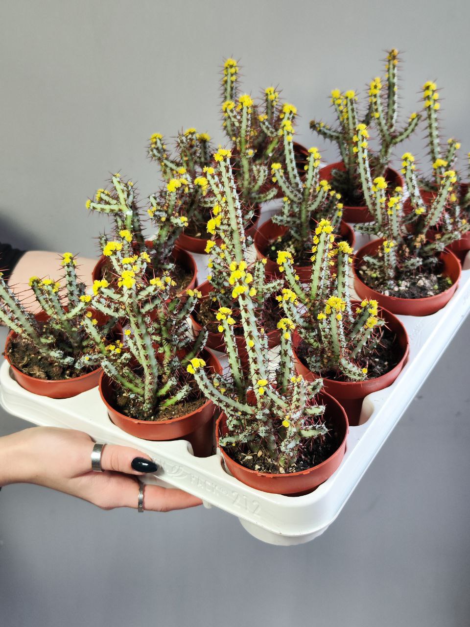 Молочай Аэругиноса (Euphorbia Aeruginosa) D8,5см