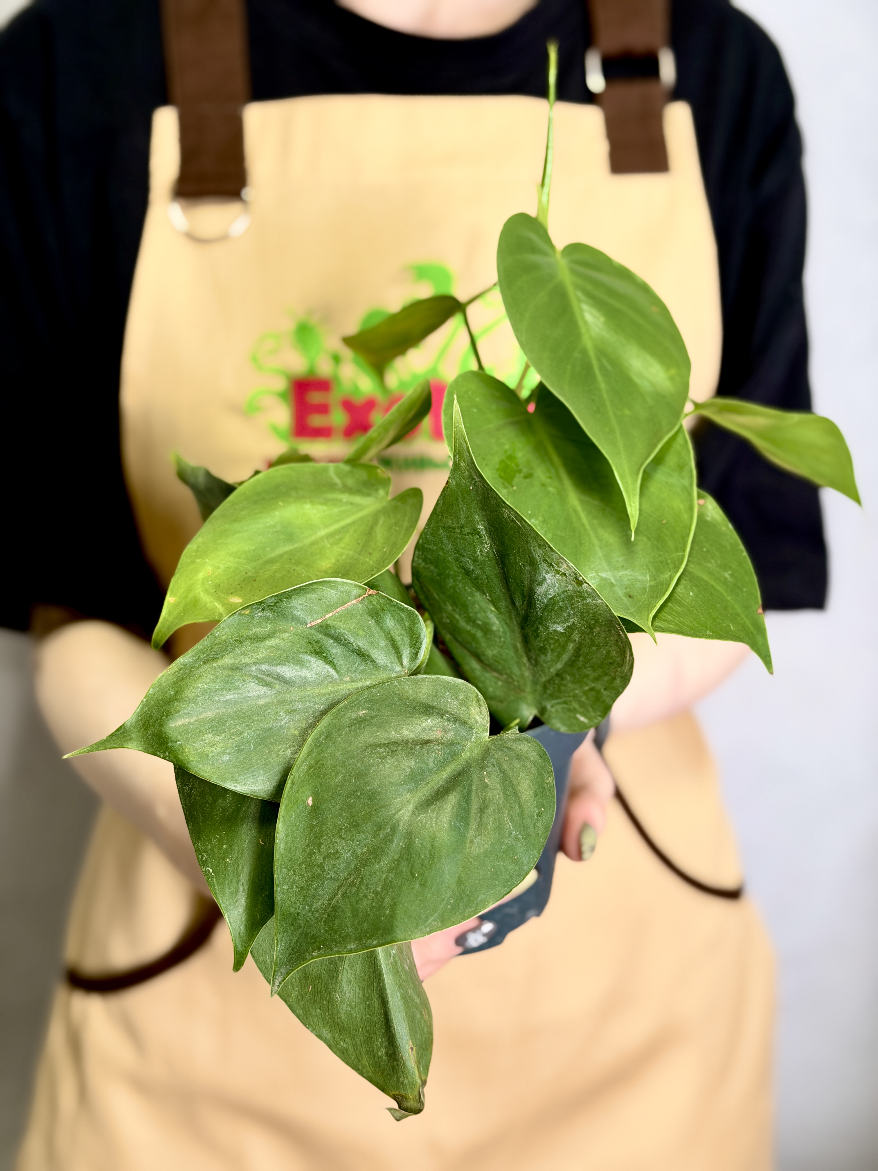 Филодендрон Сканденс Зелёный, или Сердцелистный Зеленый (Philodendron Scandens Green) D12см