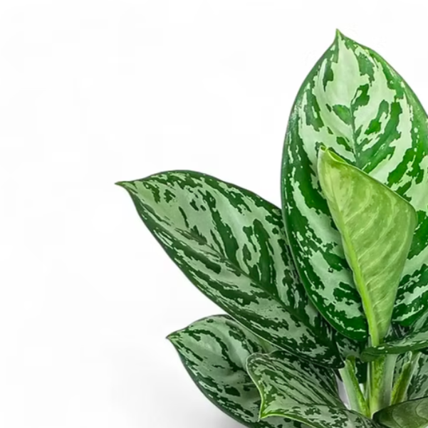 Аглаонема Джангл Сильвер (Aglaonema Jungle Silver) D12см