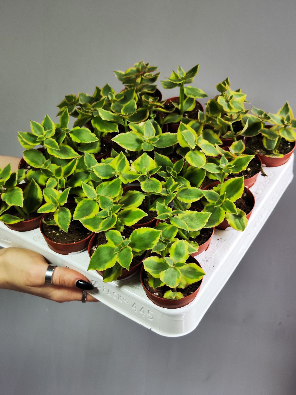 Крассула Сарментоза (Crassula Sarmentosa) D5см