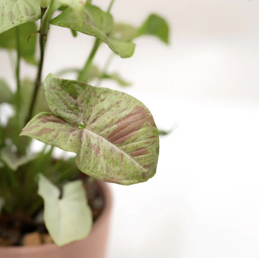 Сингониум Конфетти Милк (Syngonium Milk Konfetti) D6см