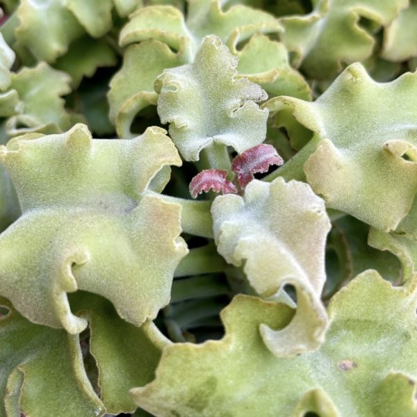 Каланхоэ Бехарское Мальтийский Крест (Kalanchoe Beharensis Maltese Cross) D5см