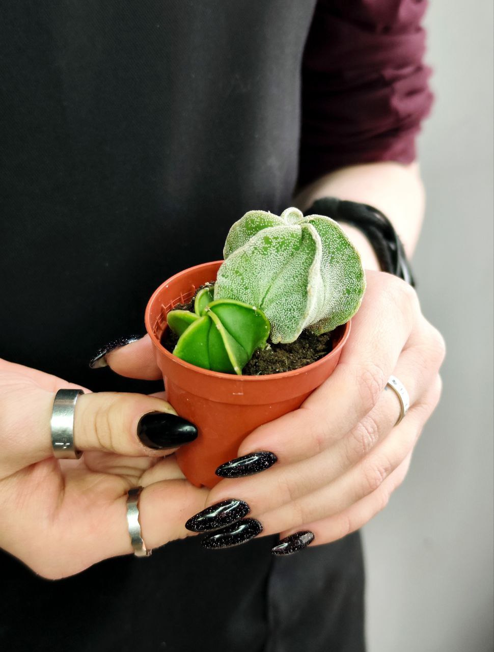 Астрофитум Груп (Astrophytum Group) D5см