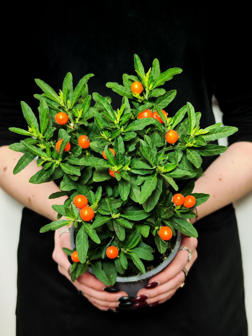 Паслён Ложноперечный, или Солянум Псевдокапсикум (Solanum Pseudocapsicum) D12см