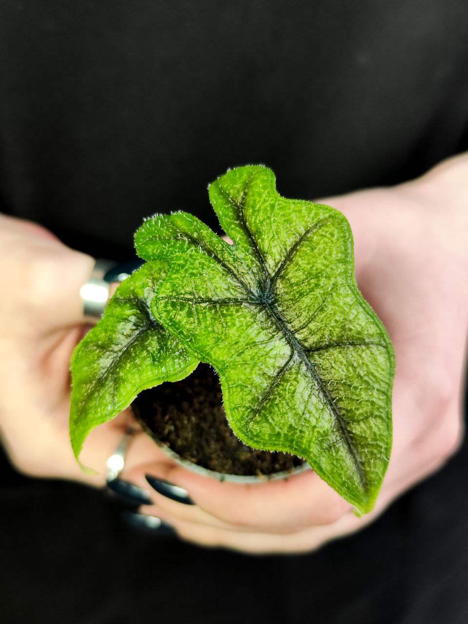 Алоказия Жаклин (Alocasia Jacklyn) D6см