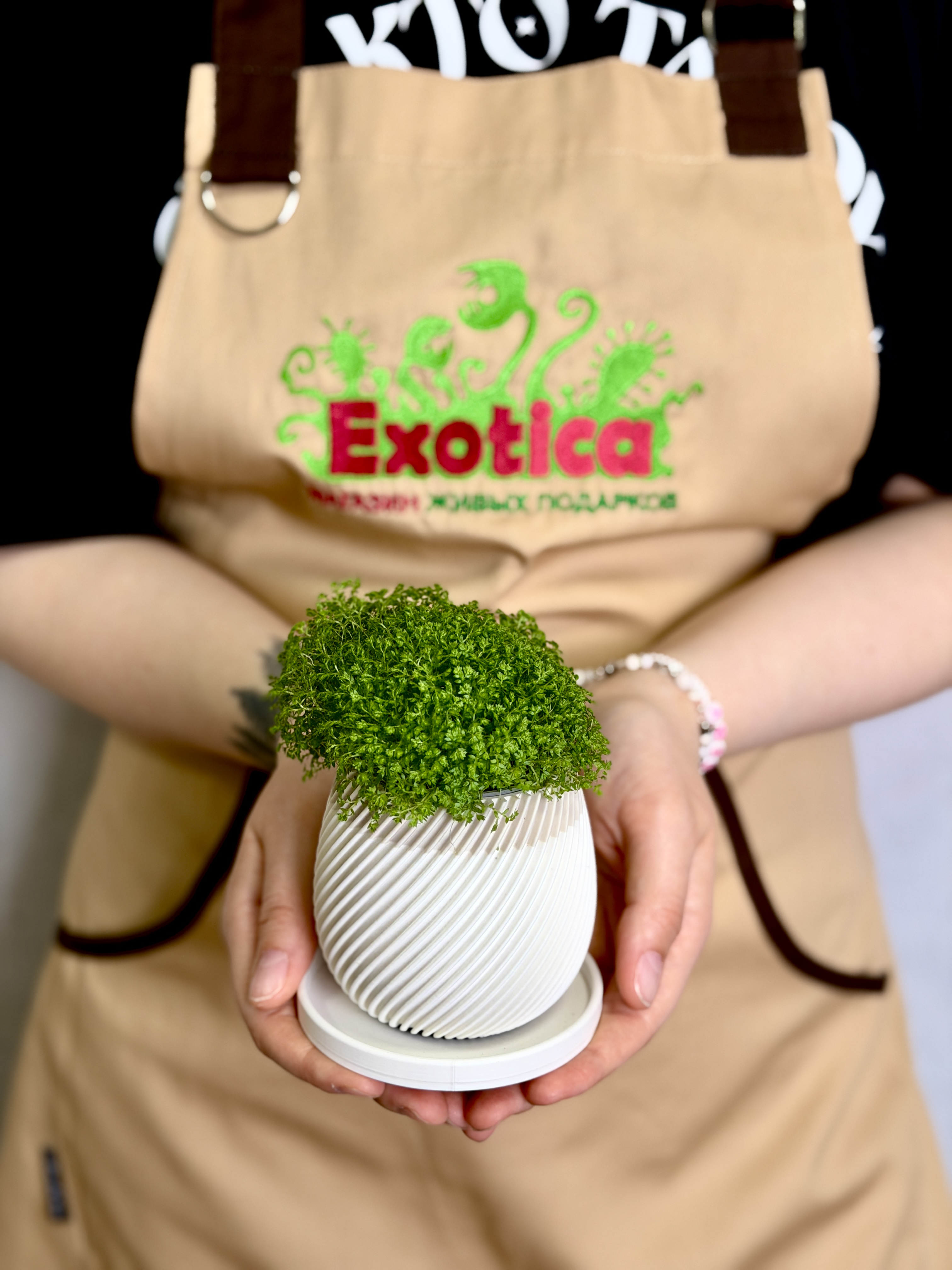 Горшок с поддоном Exotica Spiral Mini D6см - для суккулентов и кактусов
