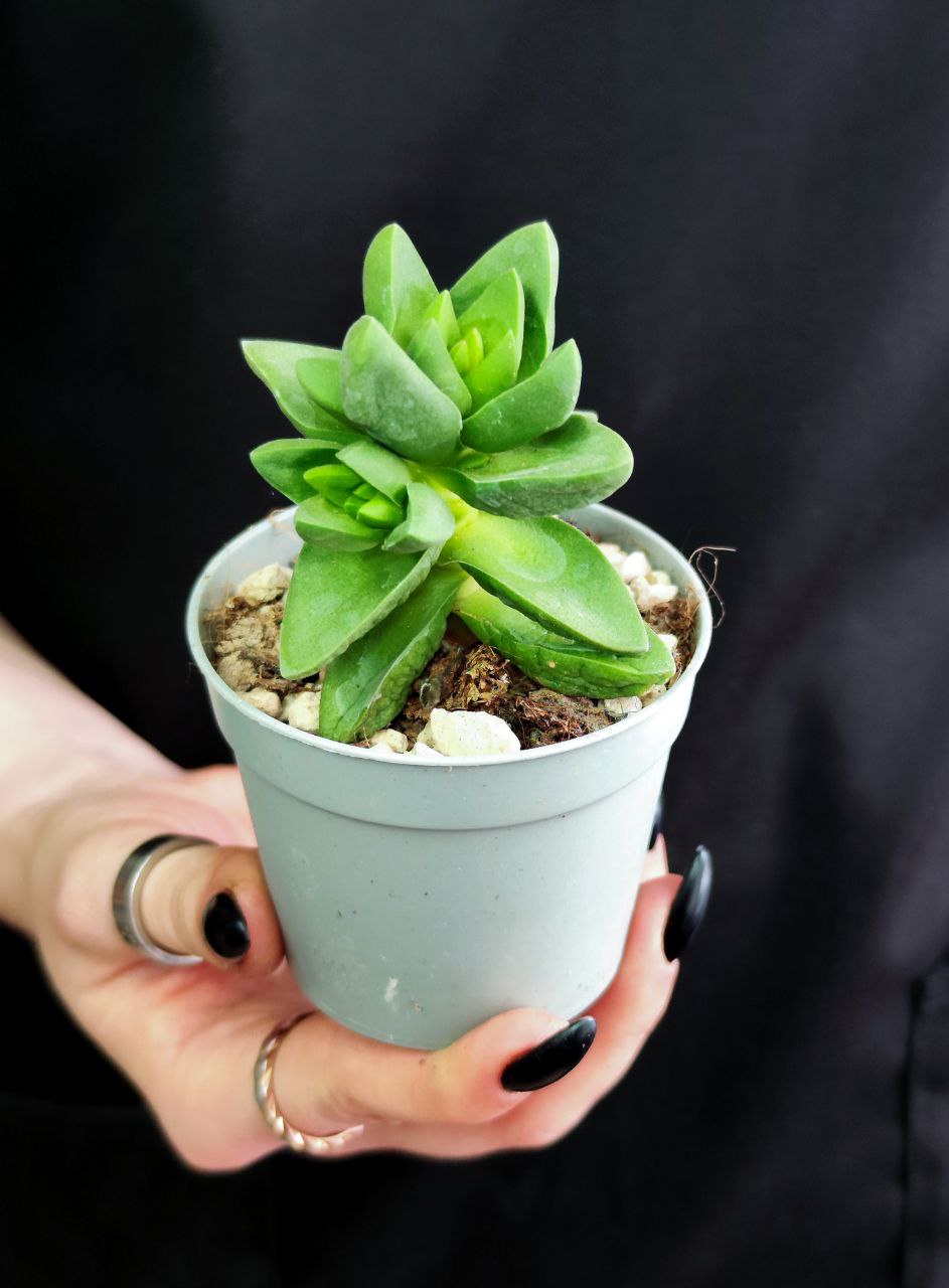 Крассула Бен (Crassula Ben) D5см