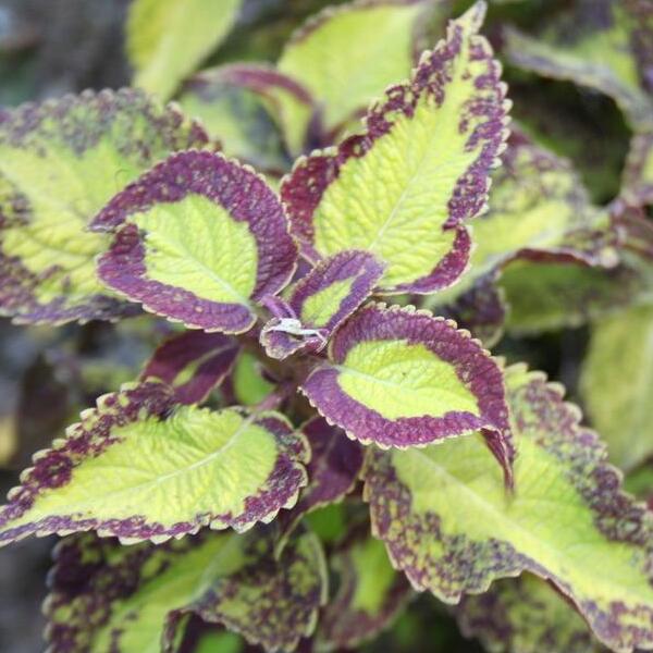 Колеус "Кольца Сатурна" (Coleus Saturn's Rings) D6см