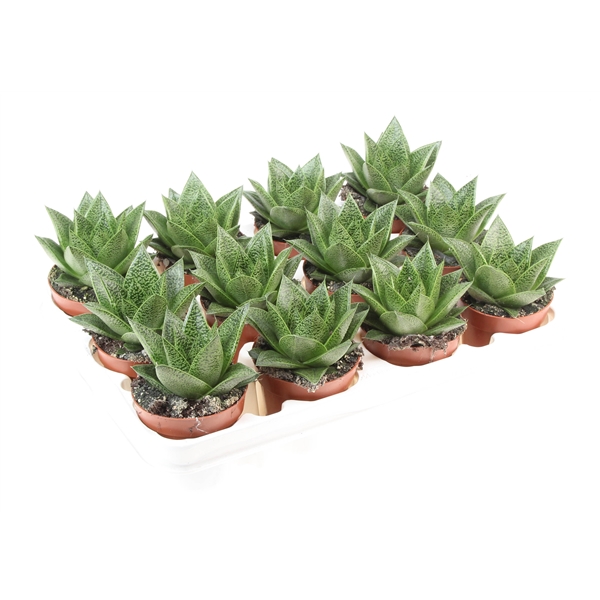 Гастерия Тиго (Gasteria Tiga) D5см