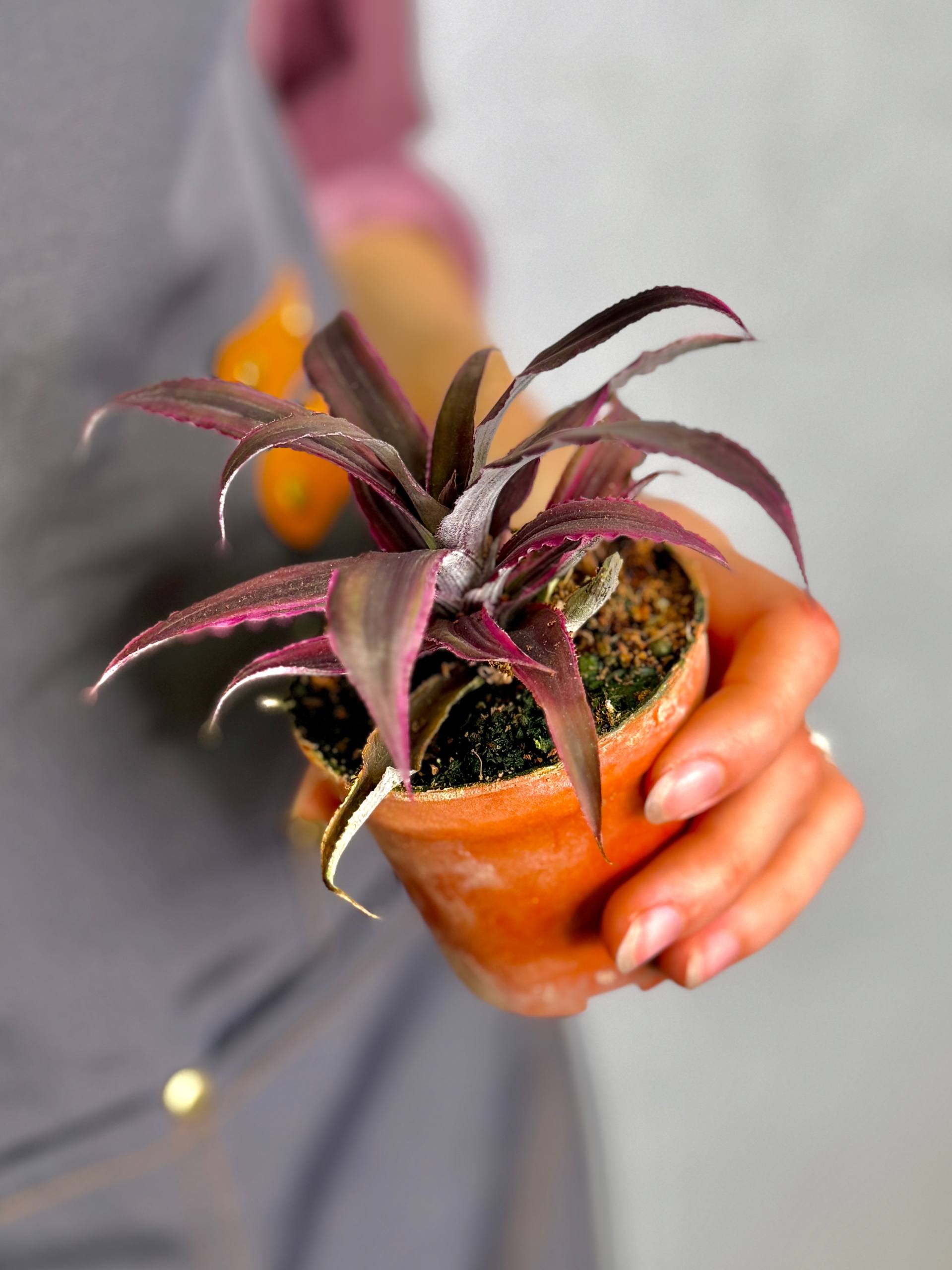 Криптантус Китайский Гибрид (Cryptanthus Bromelioides Hybrid) D8см