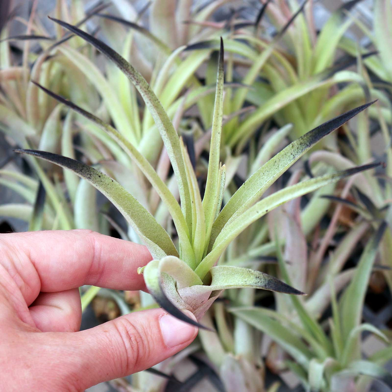Тилландсия Капитата Блэк (Tillandsia Capitata Black)