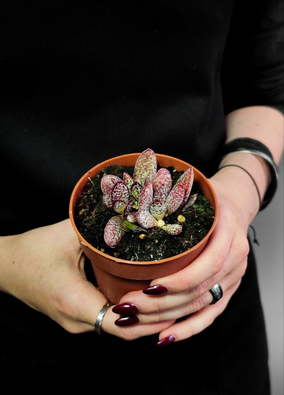 Адромискус Салико Хеартс (Adromischus Calico Hearts) D8,5см