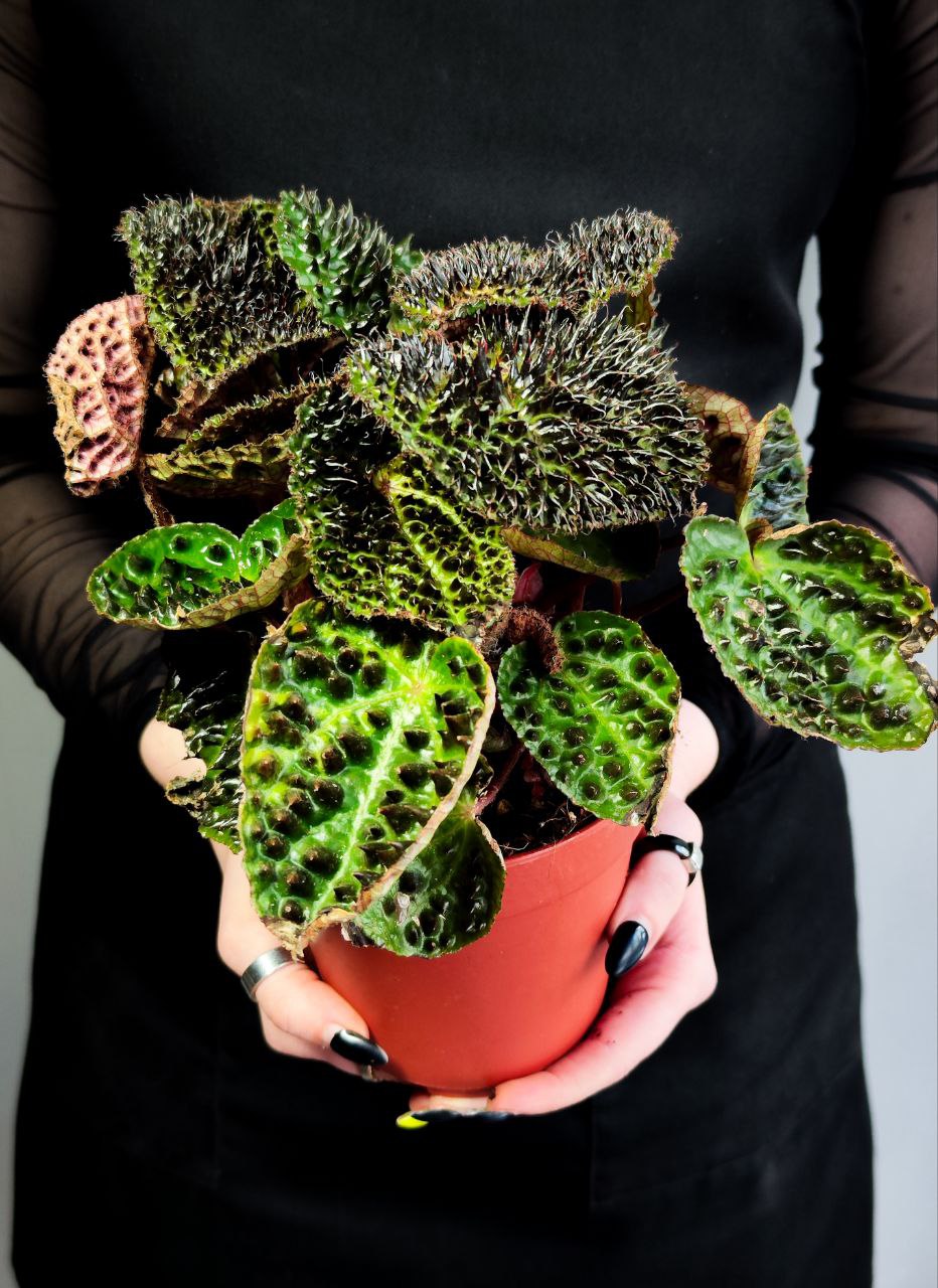 Бегония Ферокс, или Бегония Тролль (Begonia Ferox Troll) D12см